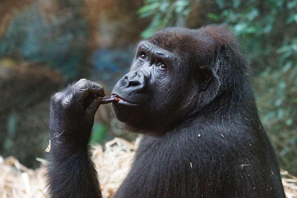 Gorilla Trekking in Rwanda