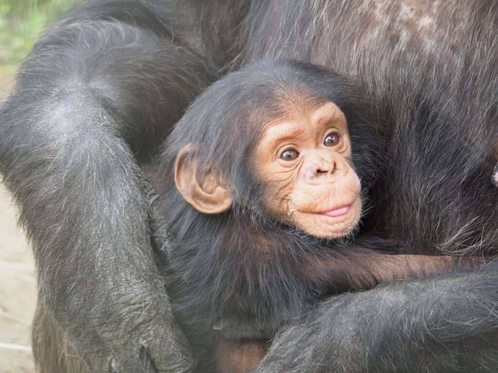 Kibale National Park