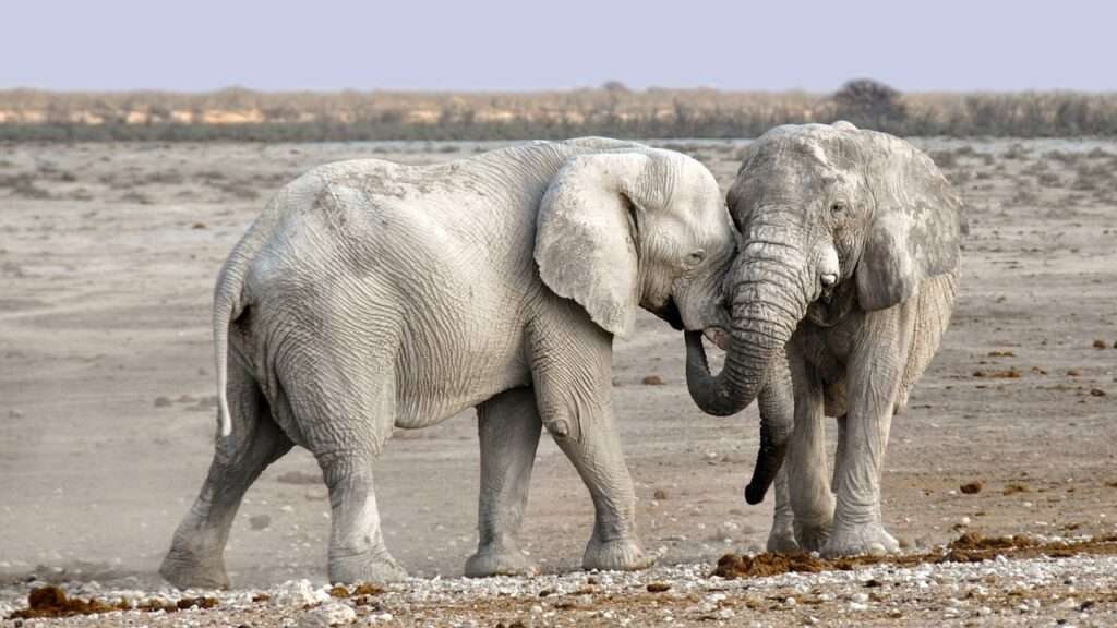 Murchison Falls National Park