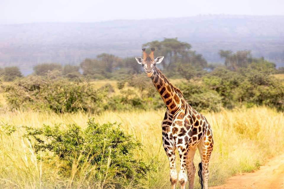 Murchison Falls National Park