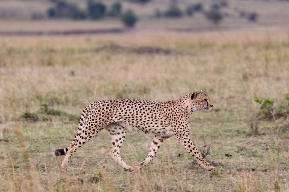 Murchison Falls National Park