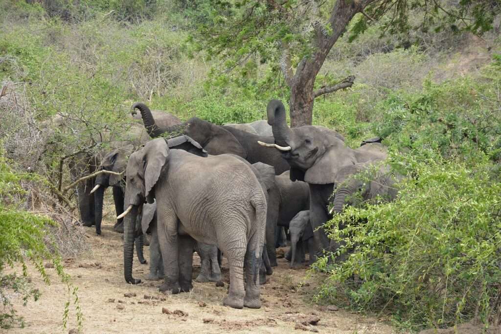 Queen Elizabeth National Park