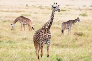 Serengeti African Tours