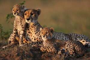 Serengeti African Tours