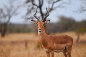 Serengeti African Tours