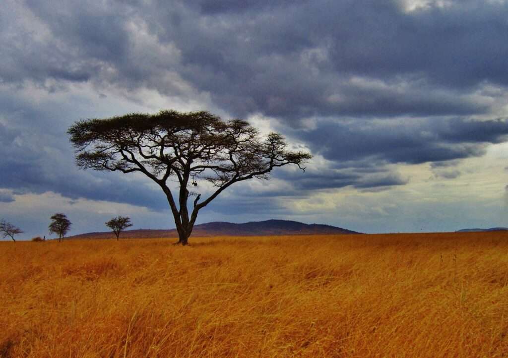 Tanzania Safaris