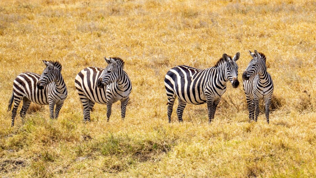 Tanzania Wildlife Tour