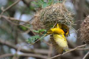 Tour Operator in Uganda