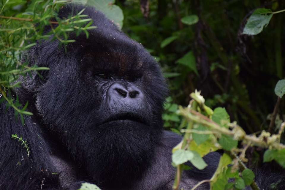 Gorilla Trekking in Rwanda