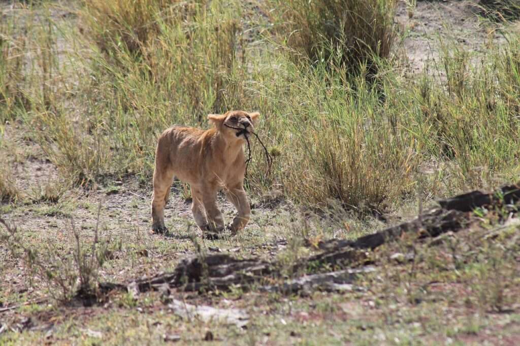 24 Days African Safari Uganda