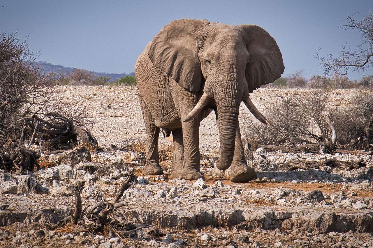 5 Days Kidepo National Park