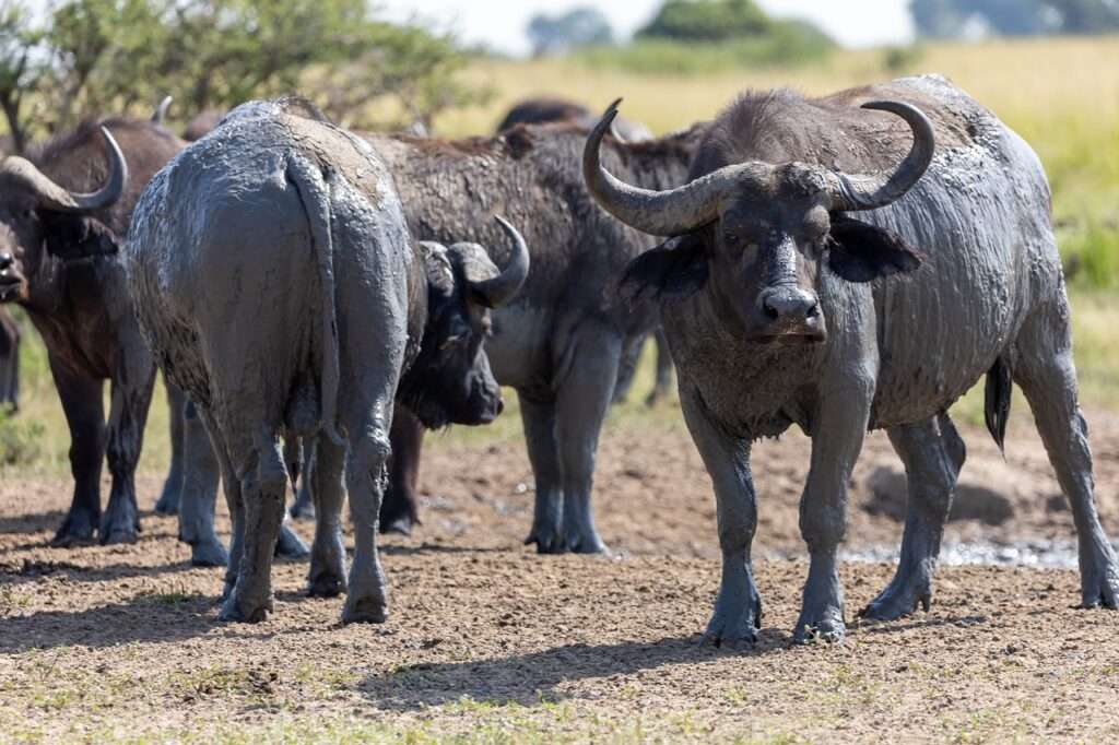 9 Days Uganda Safaris