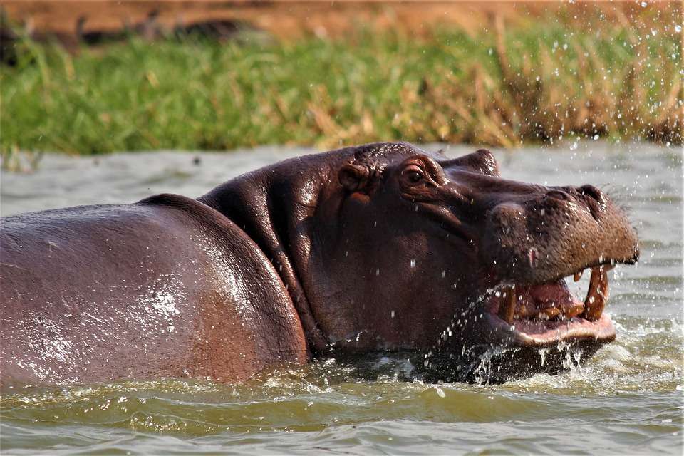 9 Days Uganda Safaris