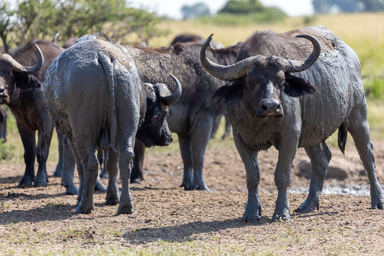 9 Days Uganda Safari