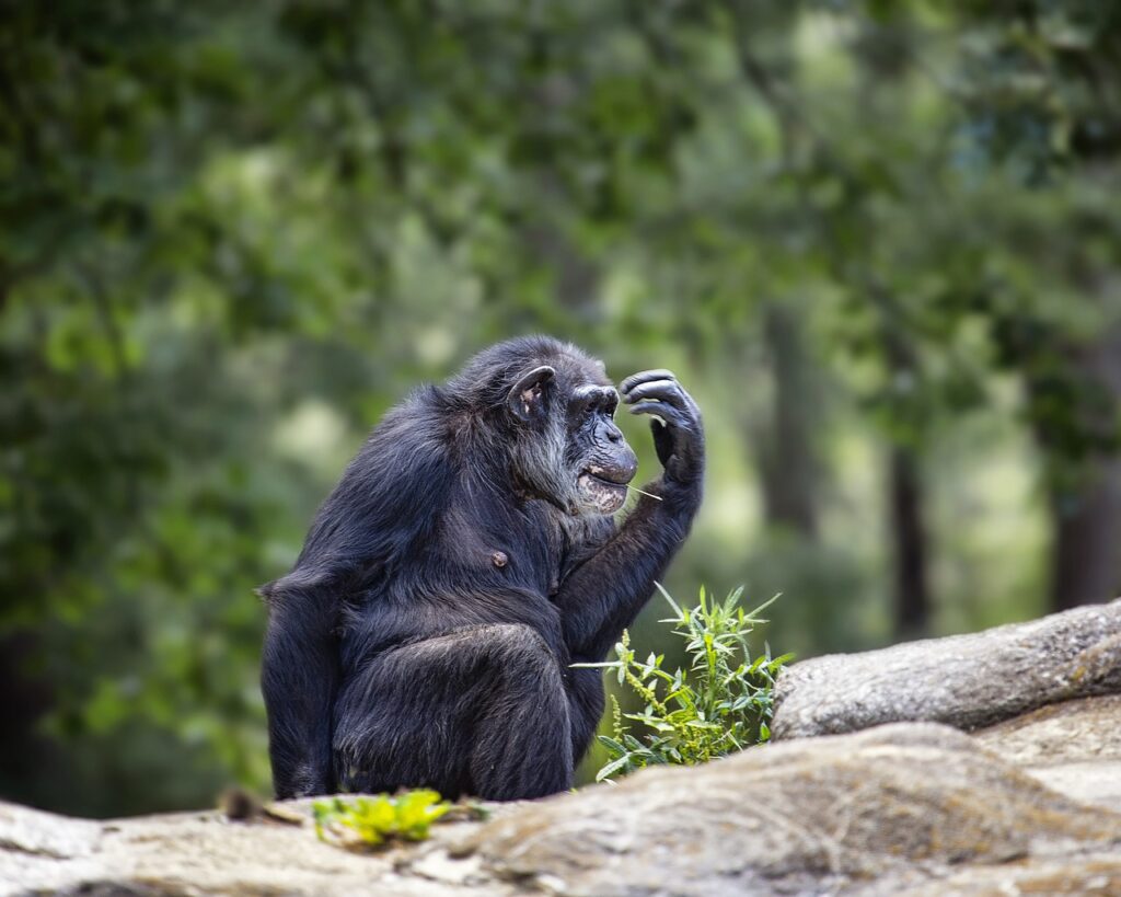 Gorilla Trekking Uganda