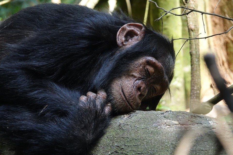 Gorilla Trekking Uganda