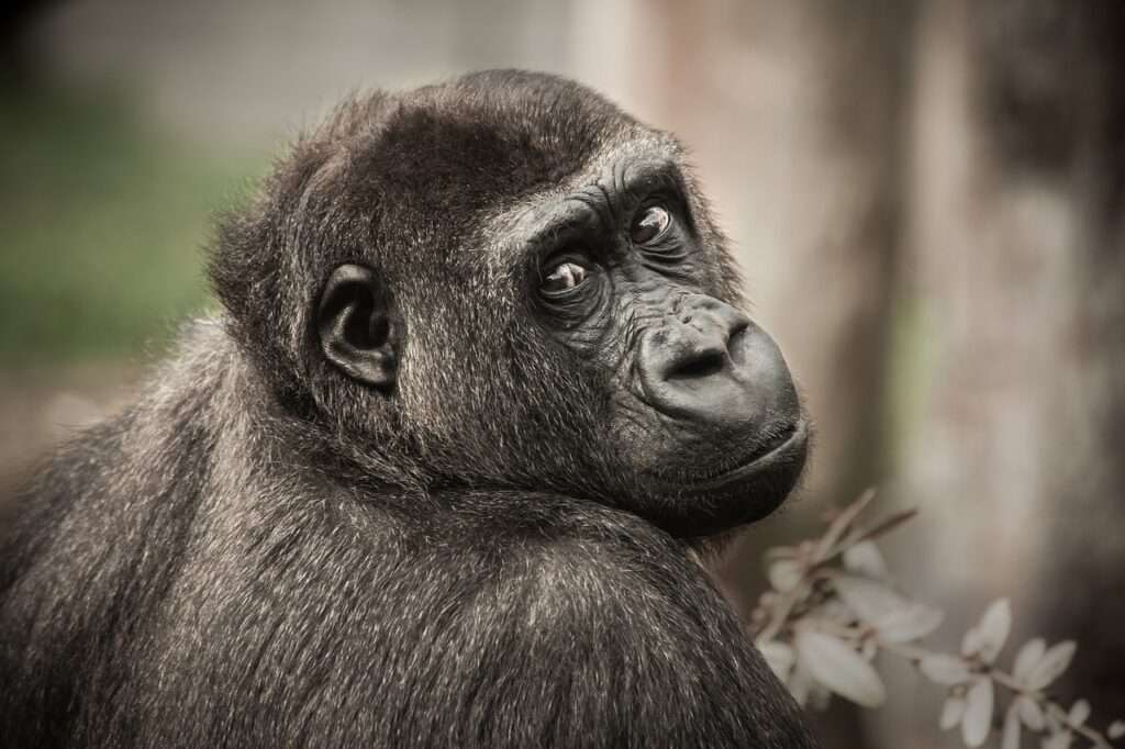 Mountain Gorillas Rwanda