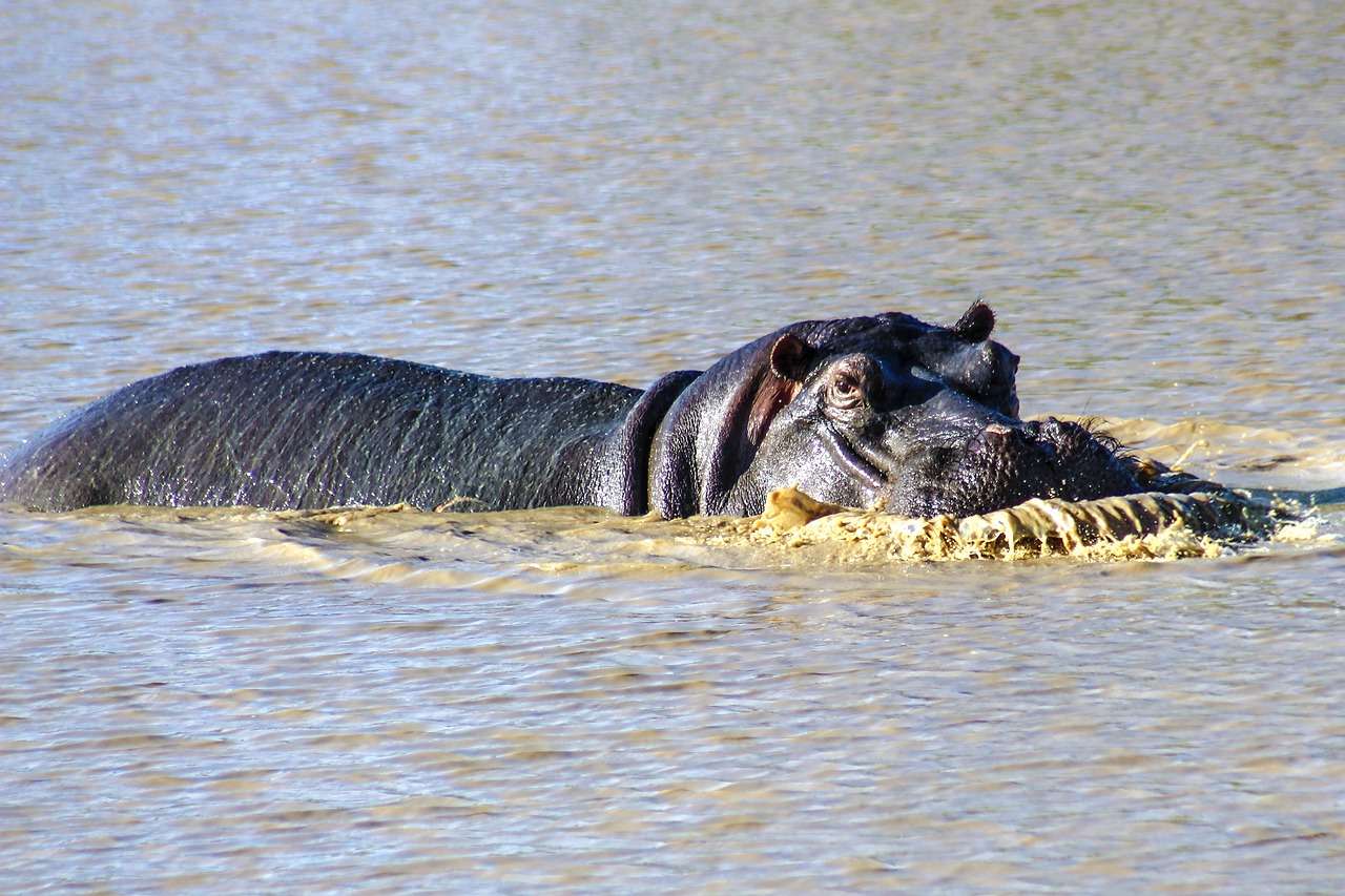 Safaris Uganda