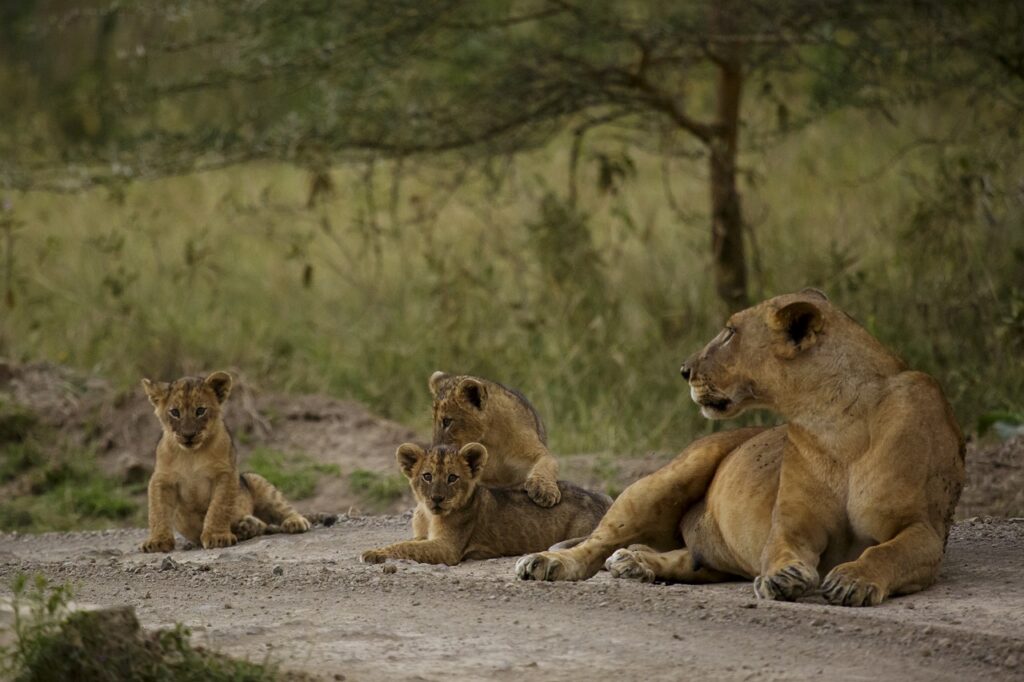 Safari Tour