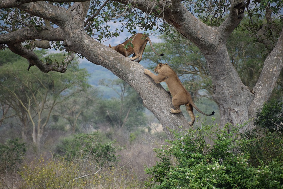 Uganda Safaris