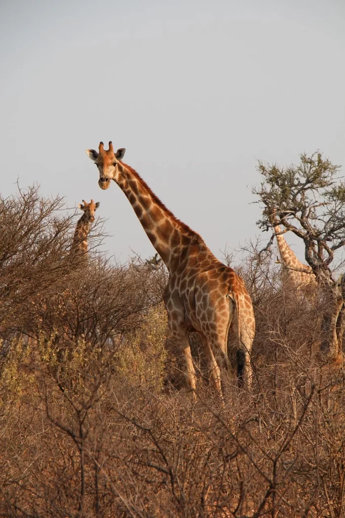 Uganda Safaris