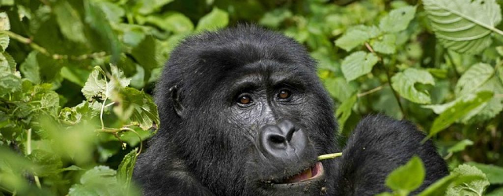 1Day Gorilla Trekking Rwanda