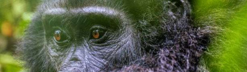 3 Days Gorilla Trekking Uganda