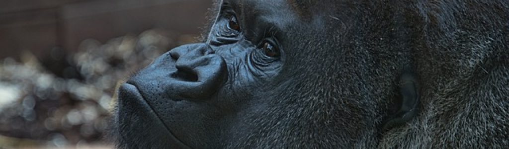 Best Rwanda Gorilla Trekking Tours