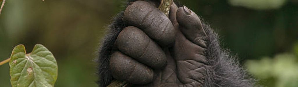 Gorilla Safari In Uganda