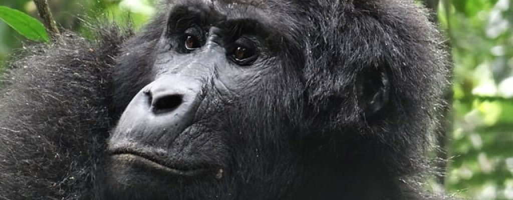Gorilla Hiking Rwanda