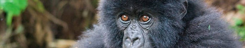 Gorilla Trip Rwanda