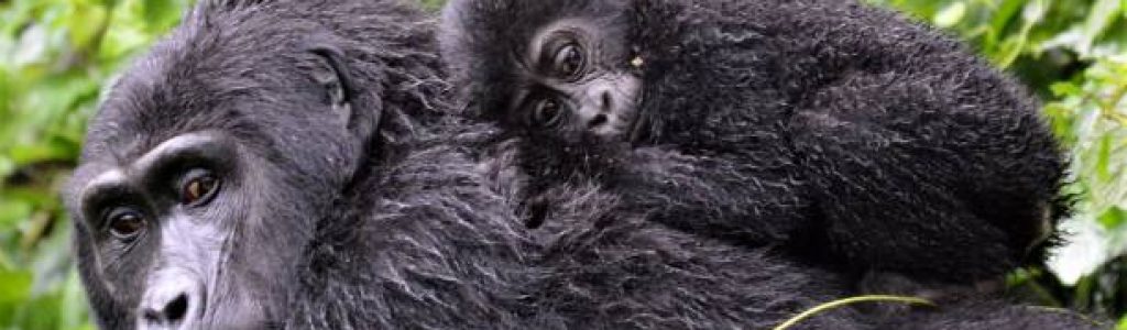 Uganda Gorilla Treks