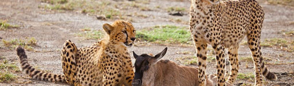 Kenya Safari Trip