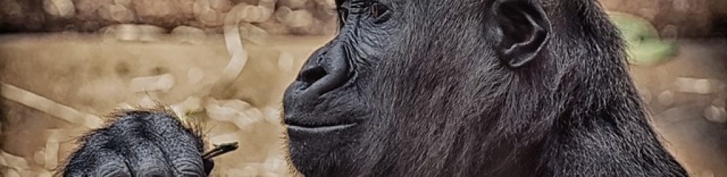 Luxury Gorilla Trekking Rwanda