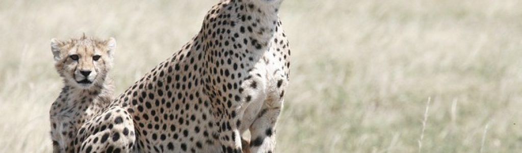 Wildlife safari in tanzania