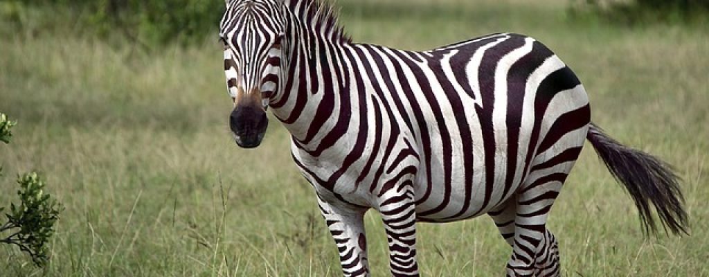 Zebra1